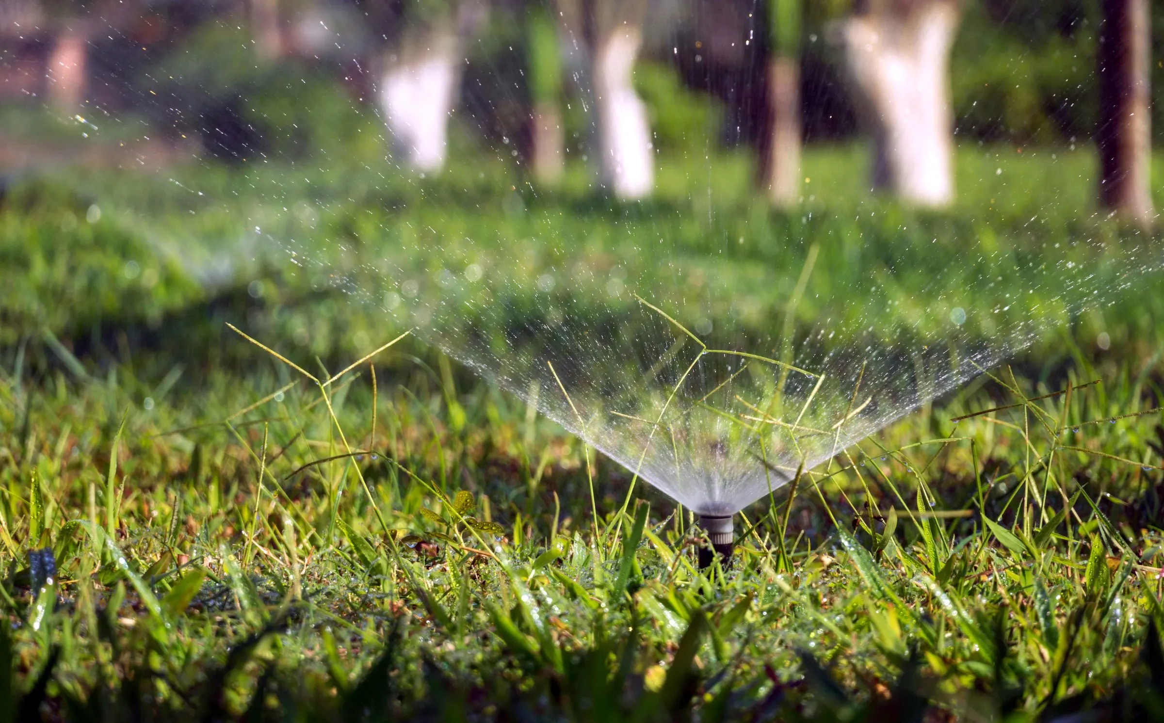 Pop-up spray head watering a lawn in morning light