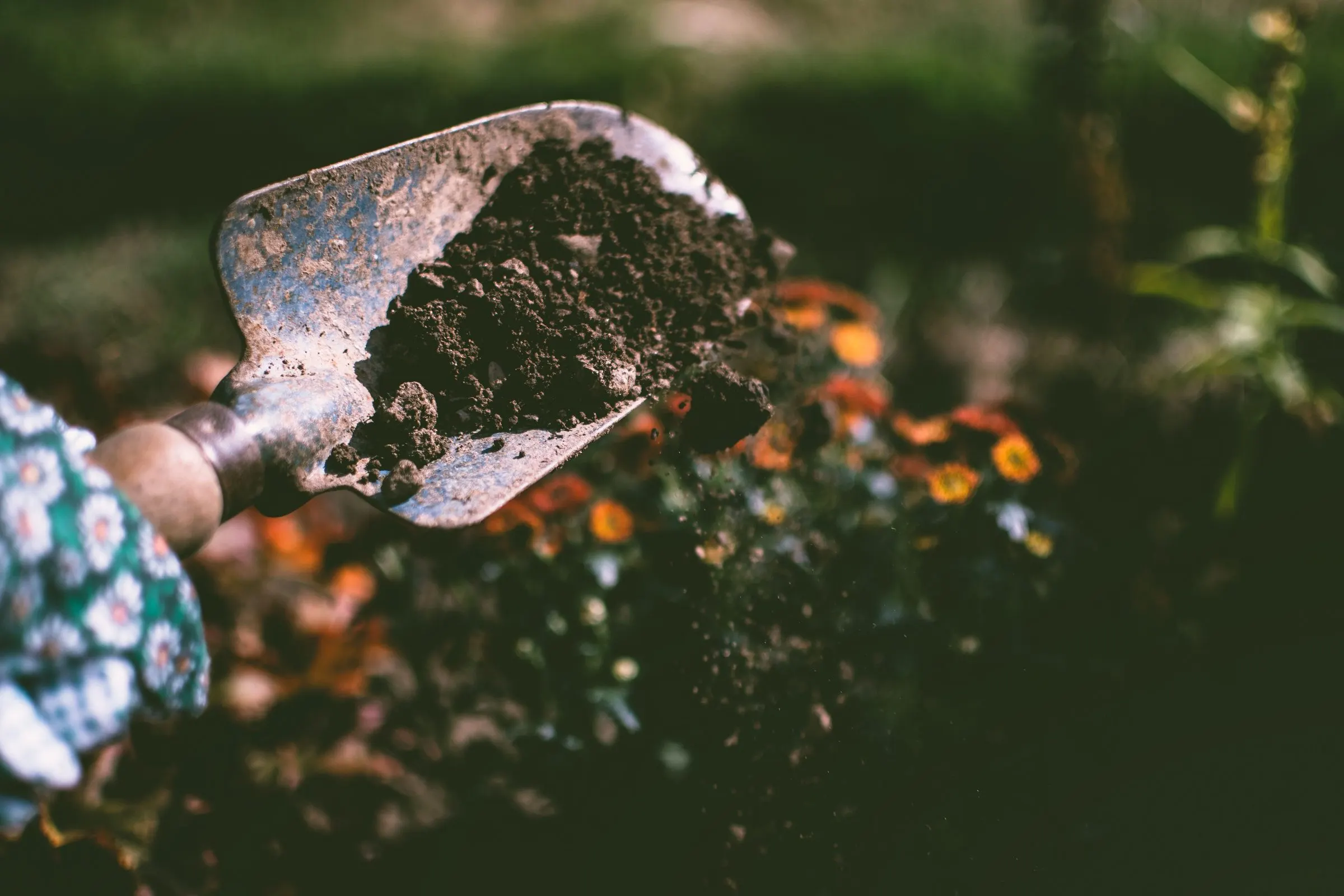 Garden trowel of fresh soil beside a flowering planting bed