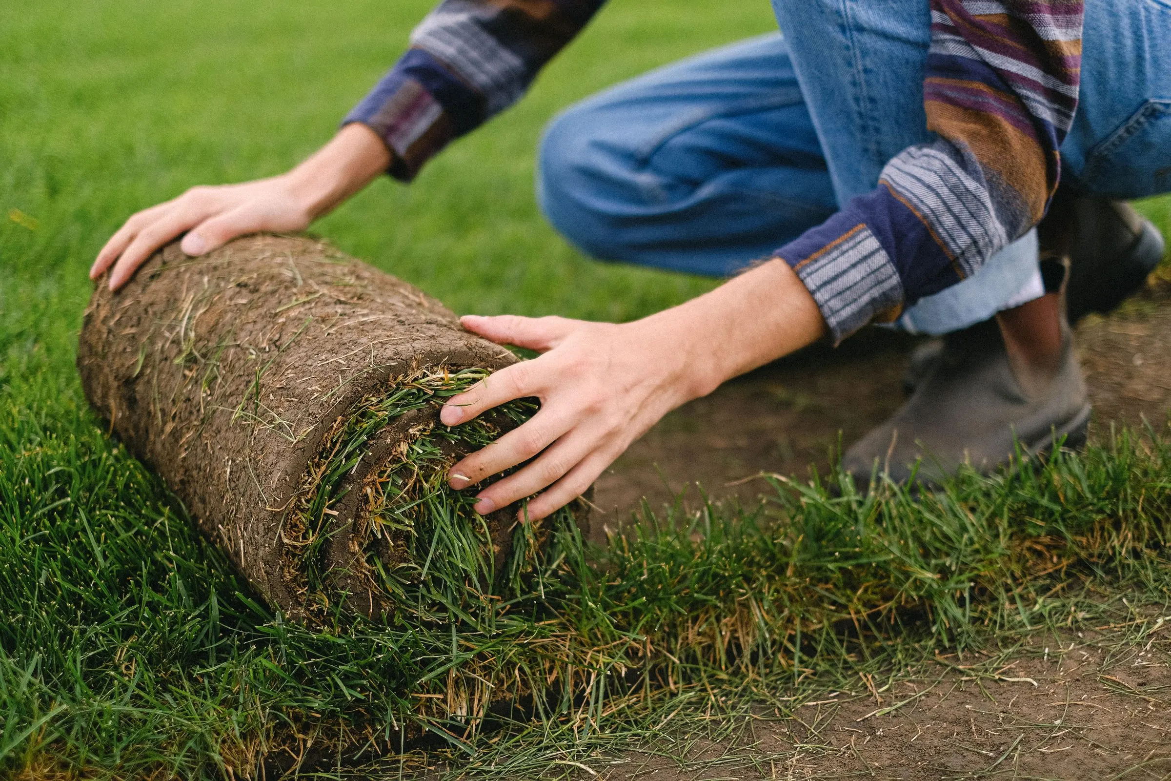 Hands unrolling a fresh roll of sod onto prepared soil