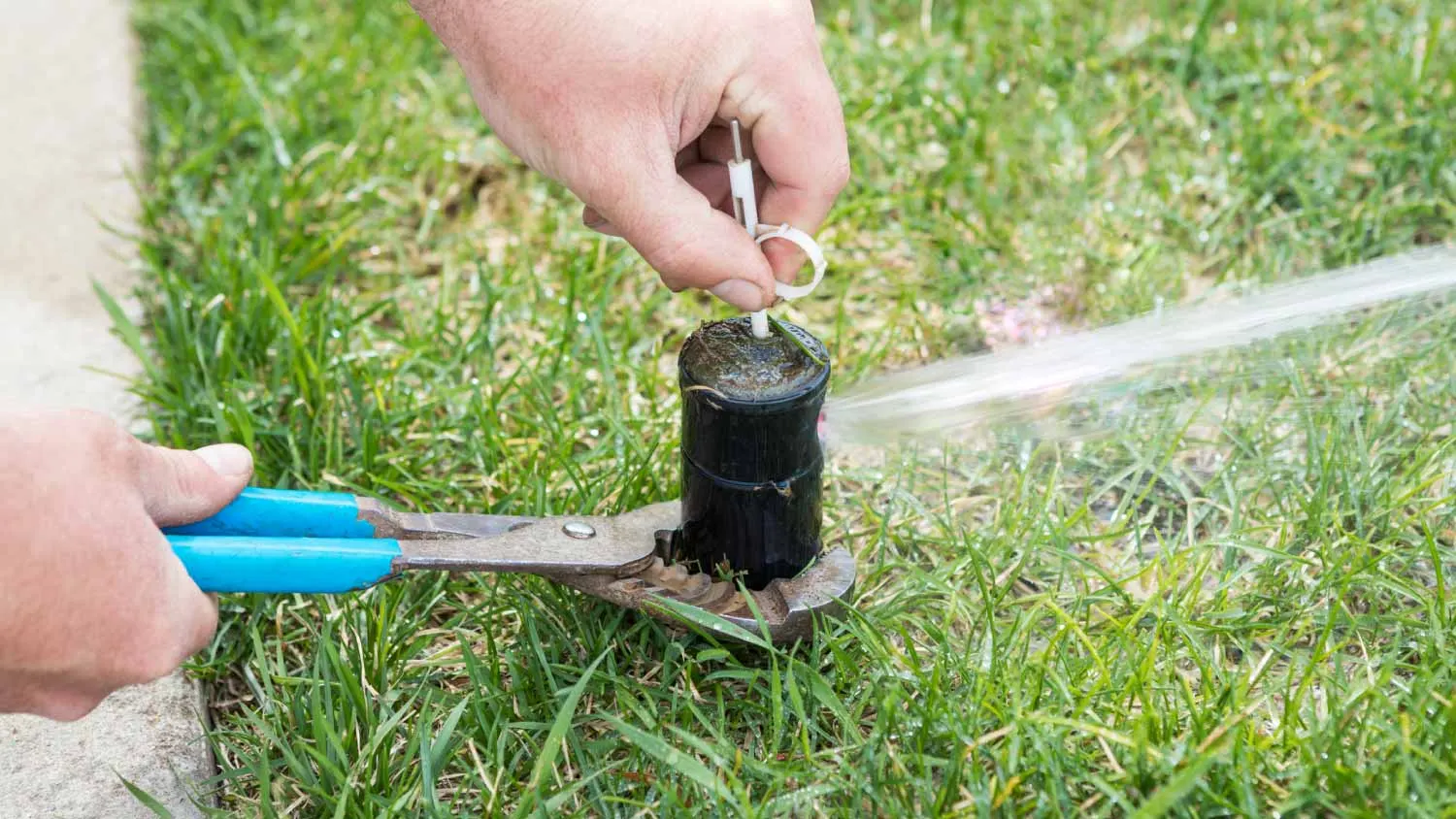Technician adjusting a pop-up sprinkler head with pliers along a sidewalk edge